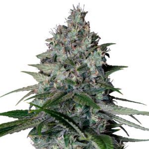 Cookies Gelato (F)
by Royal Queen Seeds