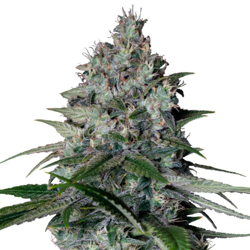 Cookies Gelato (F)
by Royal Queen Seeds