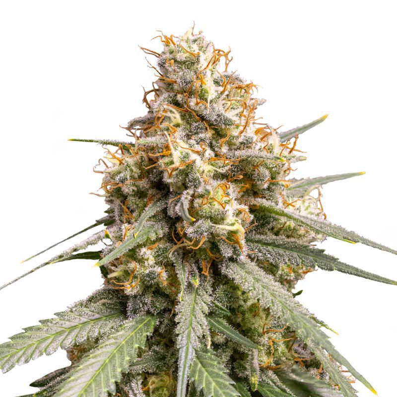 Amnesia Haze (F)
by Royal Queen Seeds