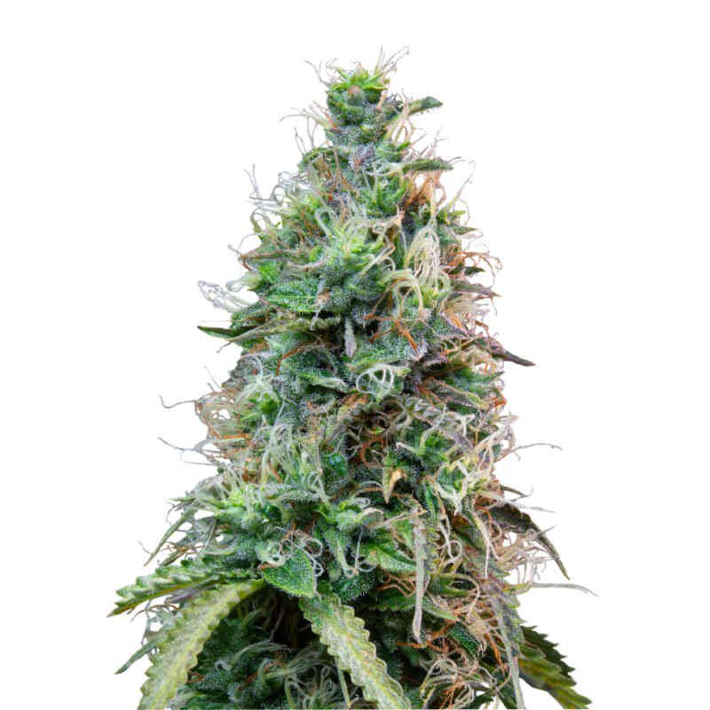 Amnesia Haze Auto
by Royal Queen Seeds