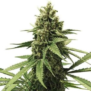 Apple Fritter (F)
by Royal Queen Seeds