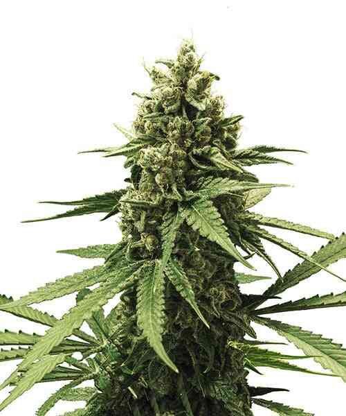 Apple Fritter (F)
by Royal Queen Seeds