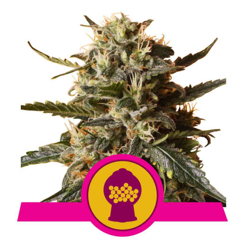 Bubblegum XL (F)
by Royal Queen Seeds - Image 2