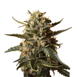Bubblegum XL (F)
by Royal Queen Seeds