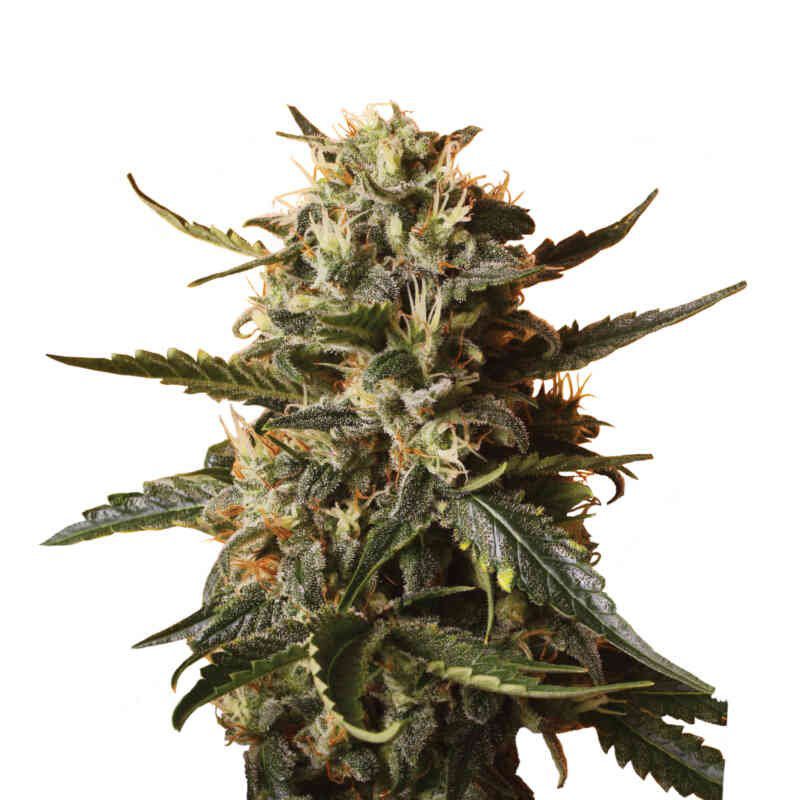 Bubblegum XL (F)
by Royal Queen Seeds
