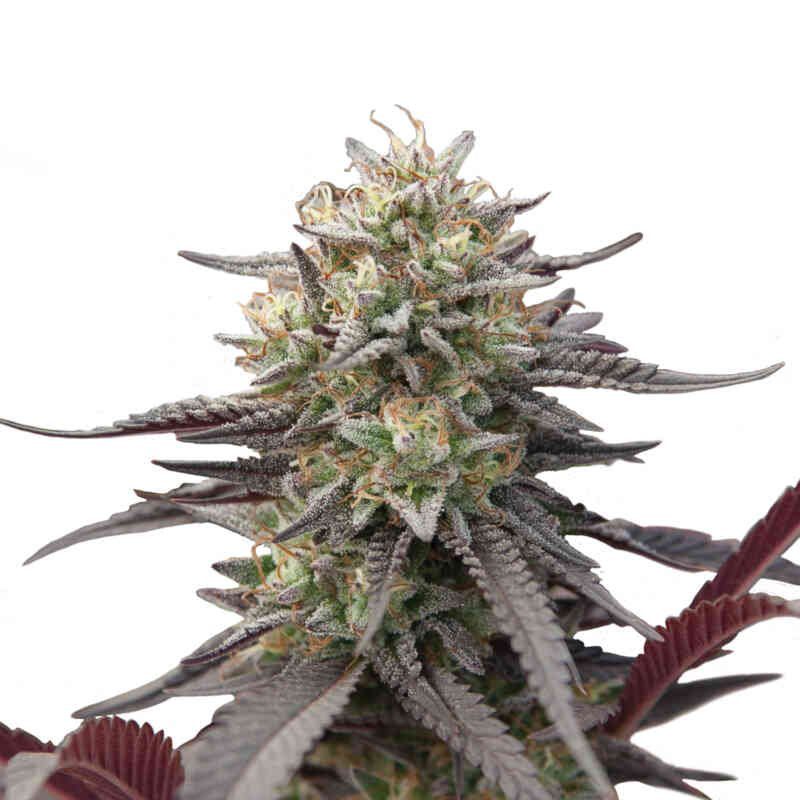 Green Crack Punch (F)
by Royal Queen Seeds