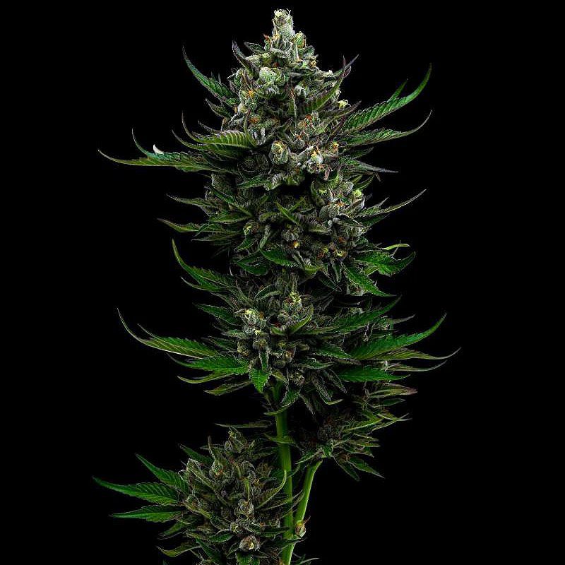 All Gas OG (F)
by Humboldt Seed Company