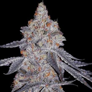 Banana Daddy R1 (F)
by Ethos Genetics