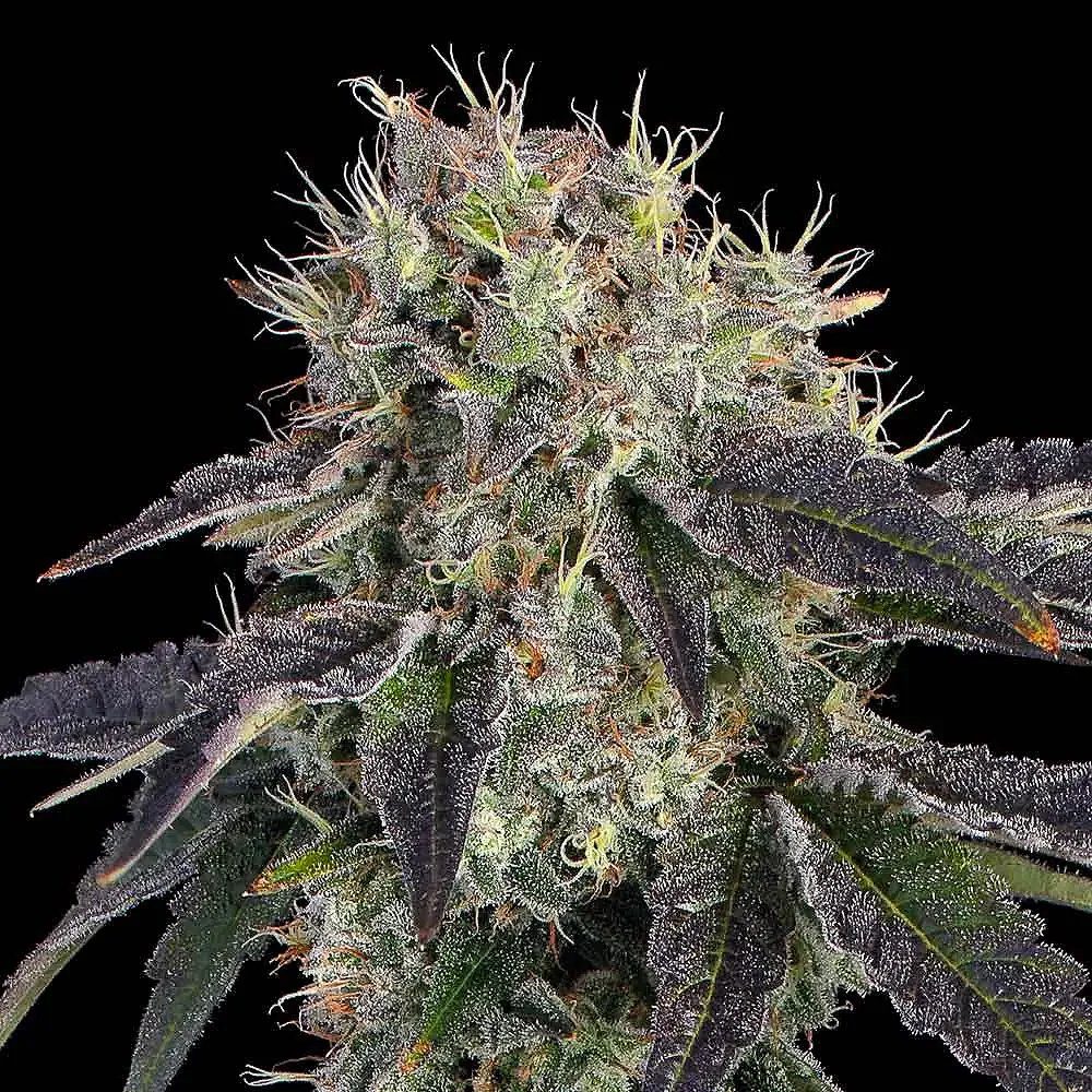 Baller’s Game (F)
by Ethos Genetics