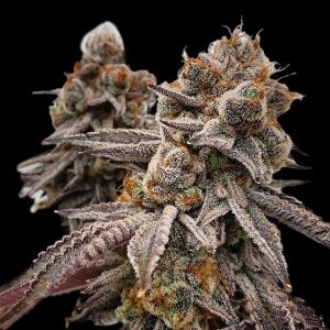 Big Detroit Energy R1 (F)
by Ethos Genetics