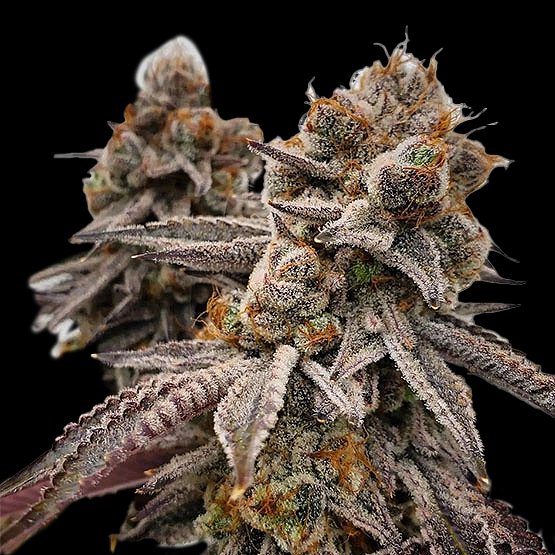 Big Detroit Energy R1 (F)
by Ethos Genetics