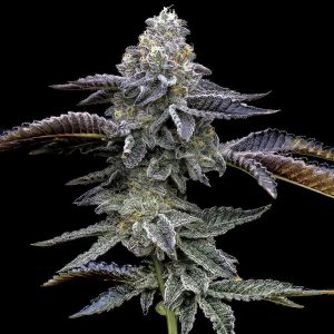 Blue Dream (F)
by Barney's Farm