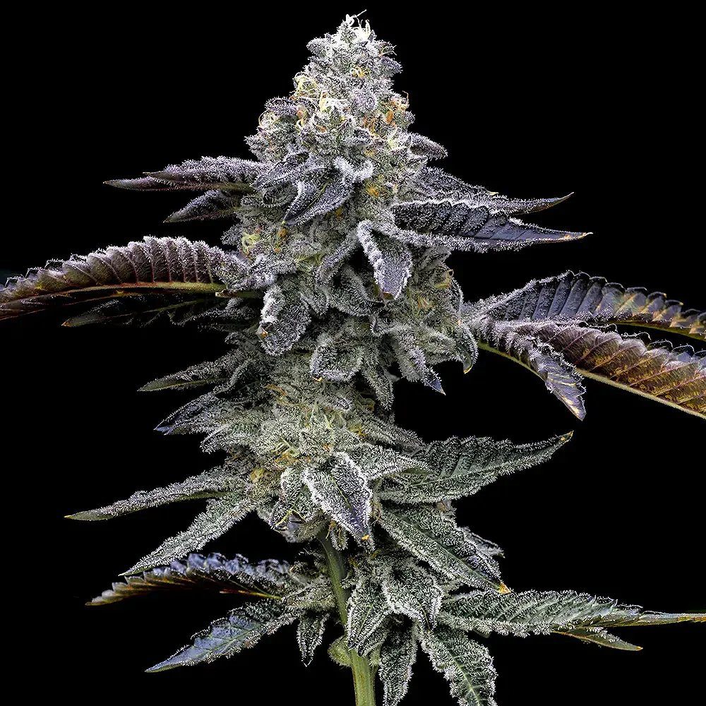 Blue Dream (F)
by Barney's Farm