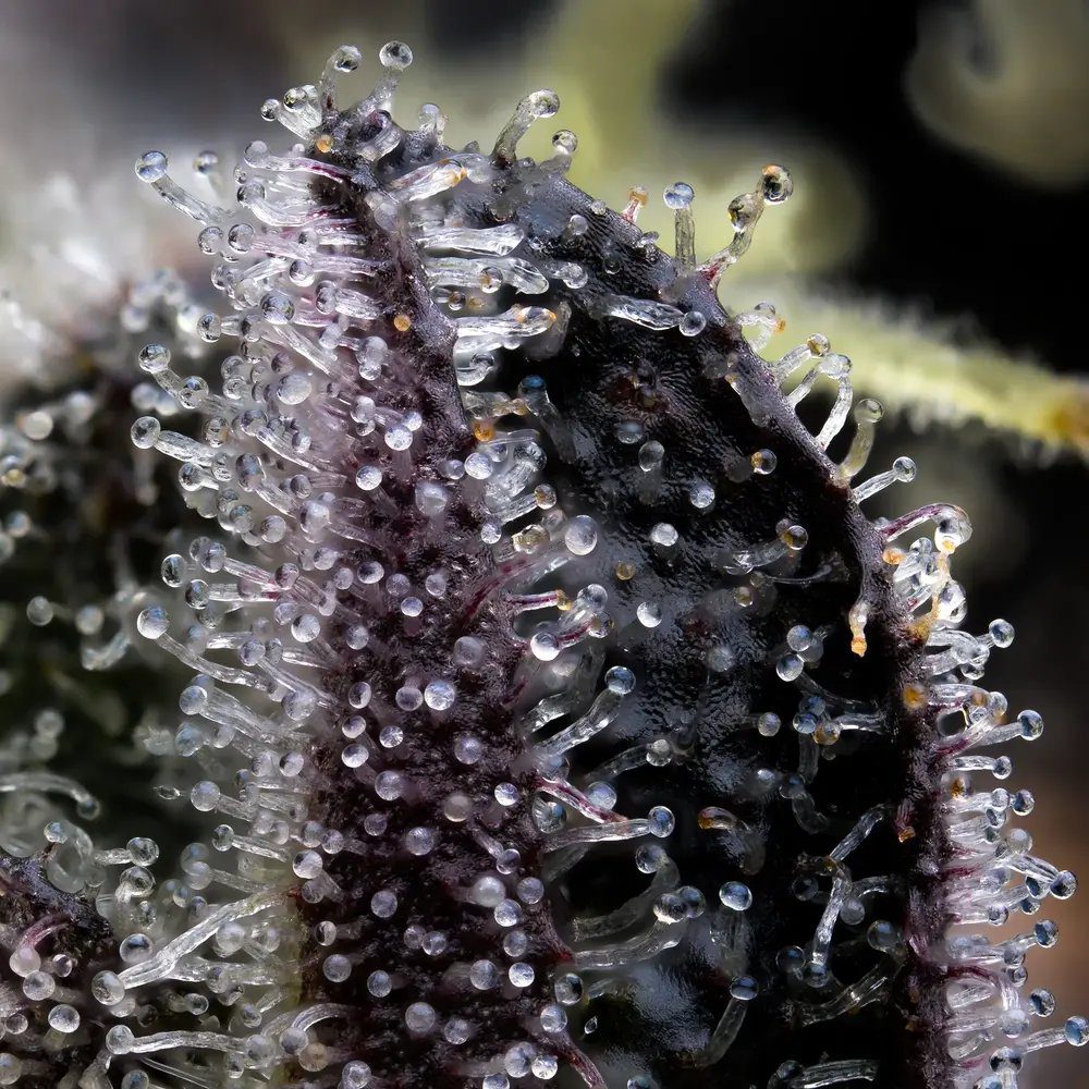 Blue Dream (F)
by Barney's Farm - Image 2