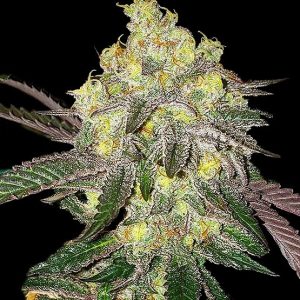 Candy Store RBX (F)
by Ethos Genetics