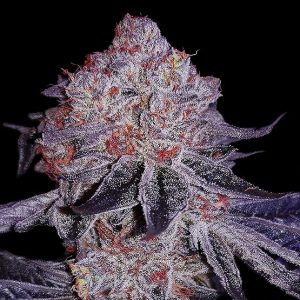 Cherry Gar-See-Ya R1 (F) 
by Ethos Genetics
