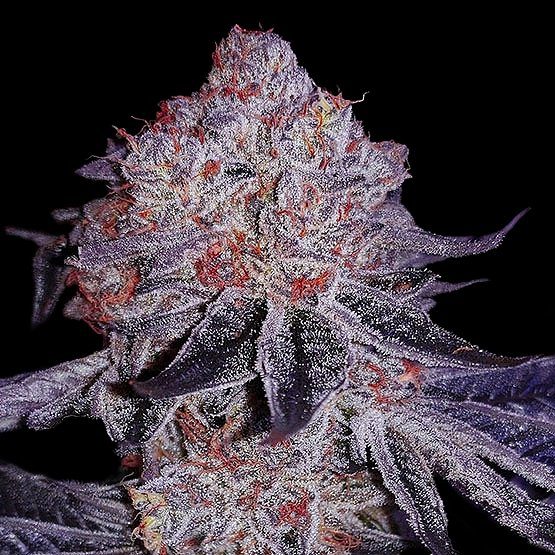 Cherry Gar-See-Ya R1 (F) 
by Ethos Genetics