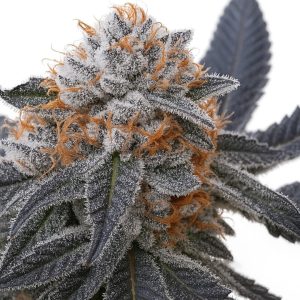 Blue Zushi RBX 
by In House Genetics Feminized seeds