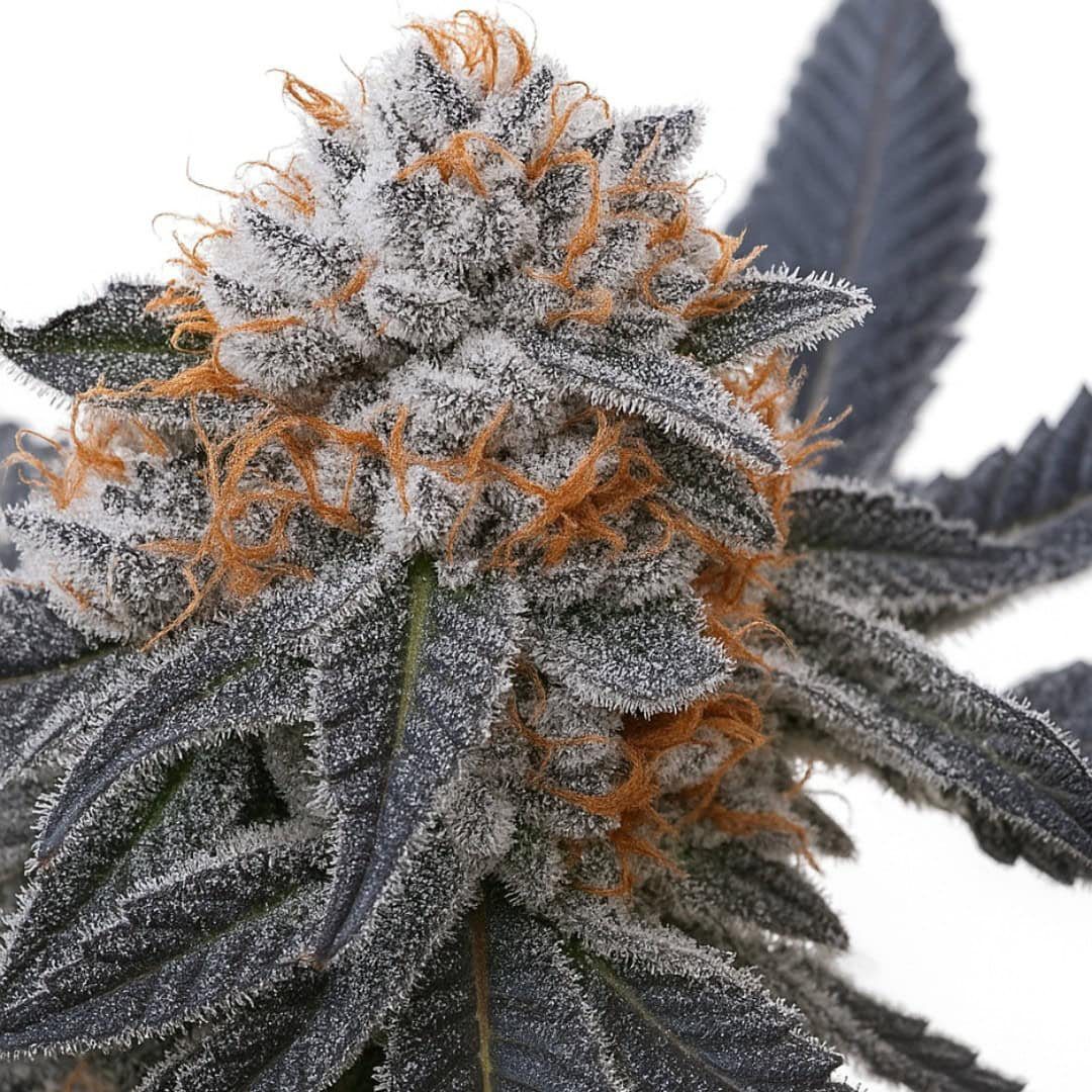 Blue Zushi RBX 
by In House Genetics Feminized seeds