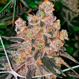 Honey Fritters Feminized Seeds By Relentless Genetics