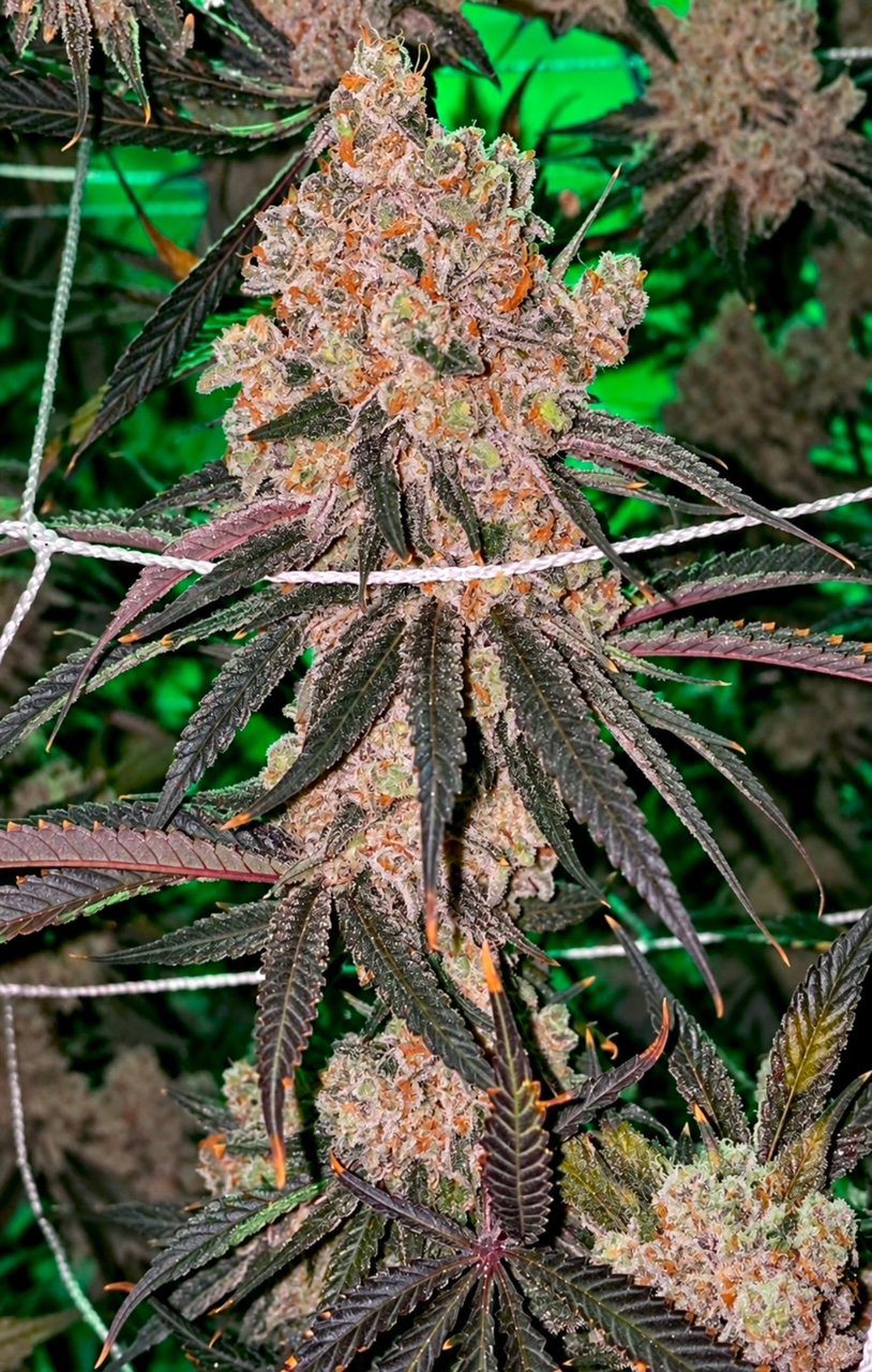 Honey Fritters By Relentless Genetics Feminized Seeds - Image 2