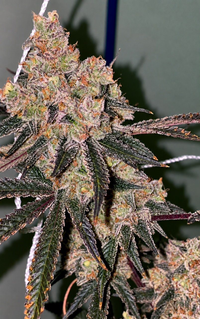 Honey Fritters By Relentless Genetics Feminized Seeds - Image 3