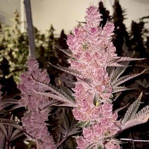Sith Empress By Relentless Genetics Feminized Seeds