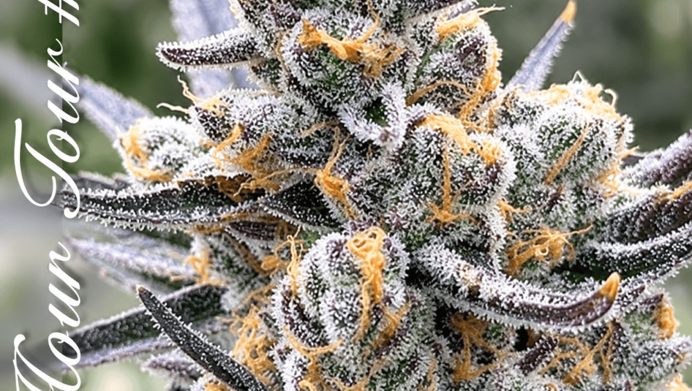 Top 10 reliable online seed banks that ship internationally