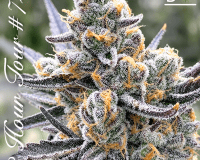 Top 10 reliable online seed banks that ship internationally