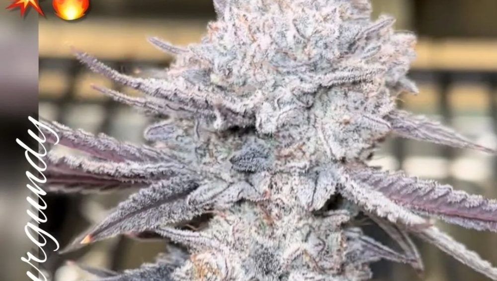 Best autoflower seeds online