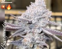 Best autoflower seeds online