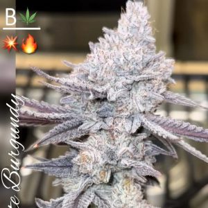 Best autoflower seeds online