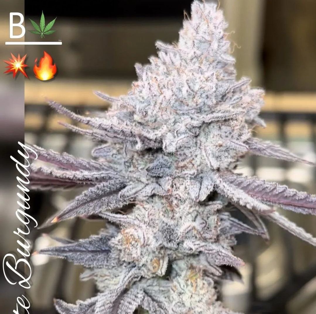 Best autoflower seeds online