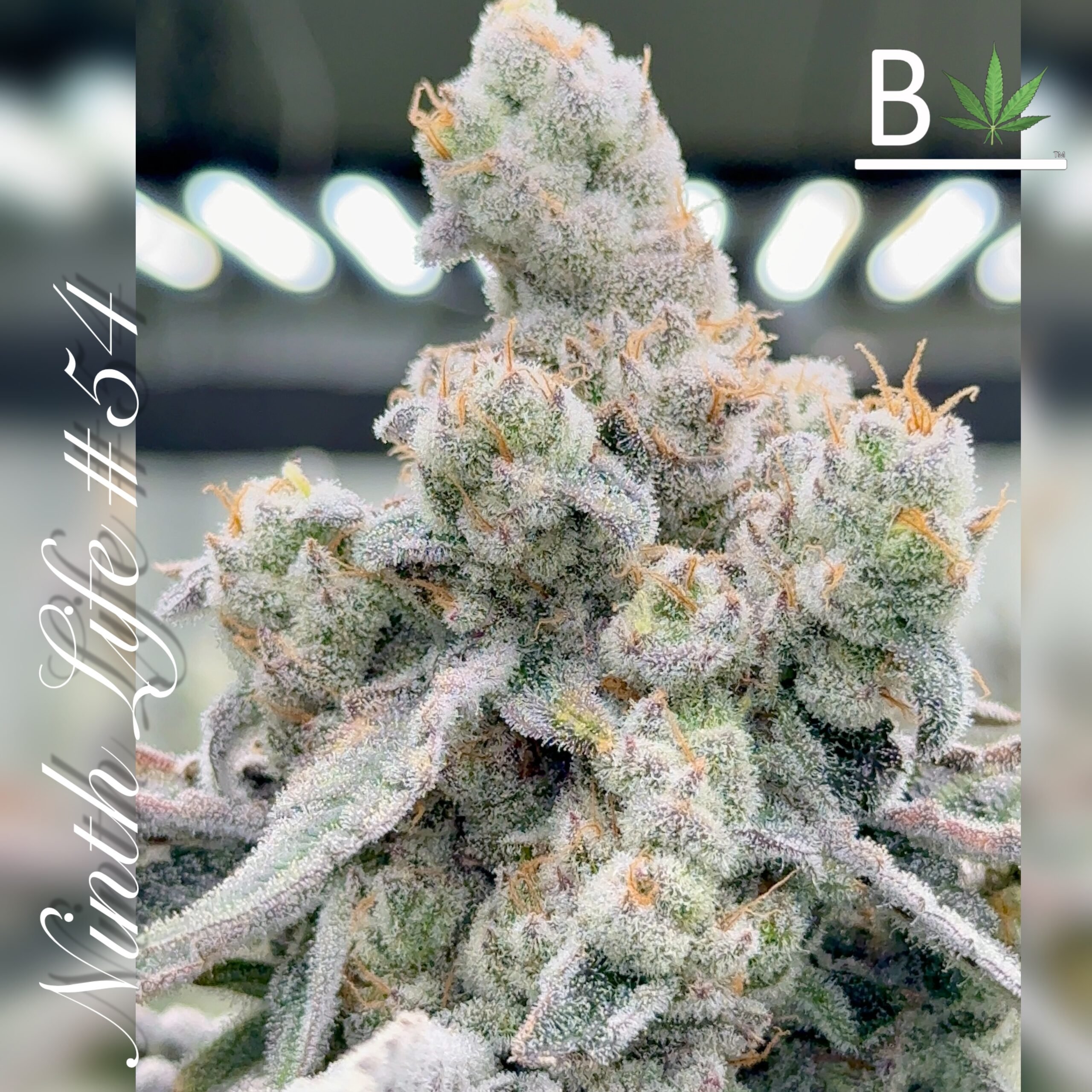 Ninth Life R1 By Beleaf Cannabis feminized Seeds