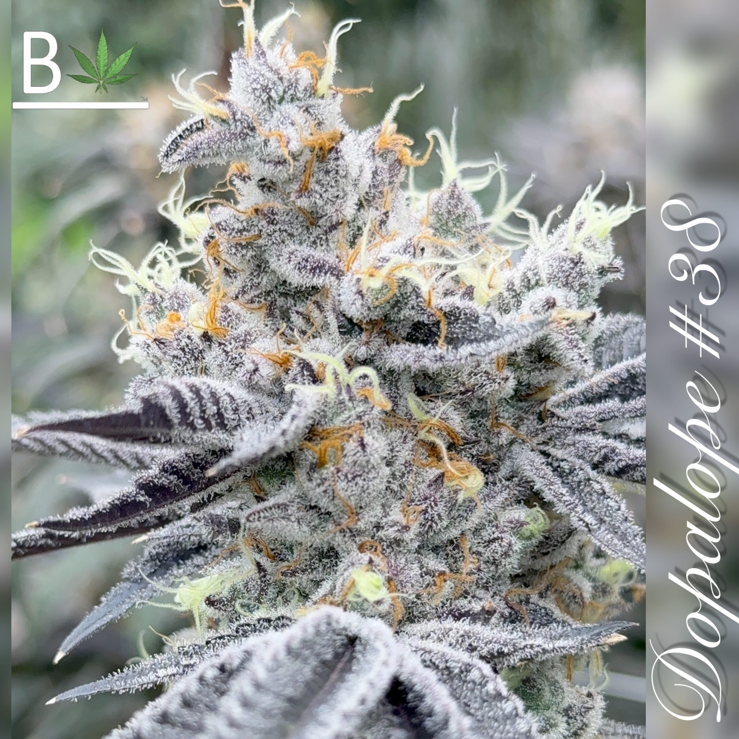 Dopalope R1 By Beleaf Cannabis feminized seeds