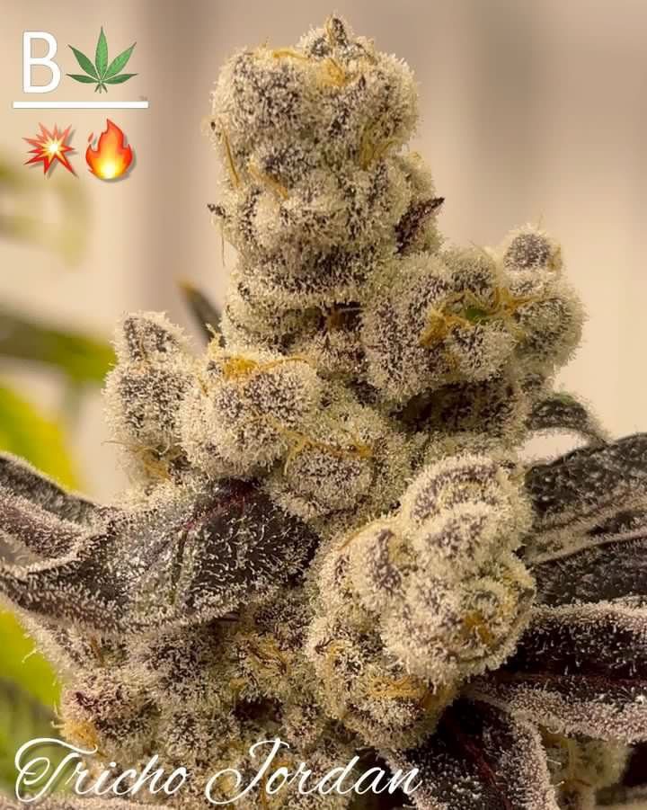Tricho Jordan By Beleaf Cannabis feminized seeds