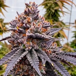 TropiSkitz By Relentless Genetics Regular Seeds