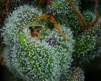 High Yield Cannabis Seeds Collection