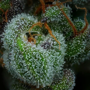 High Yield Cannabis Seeds Collection