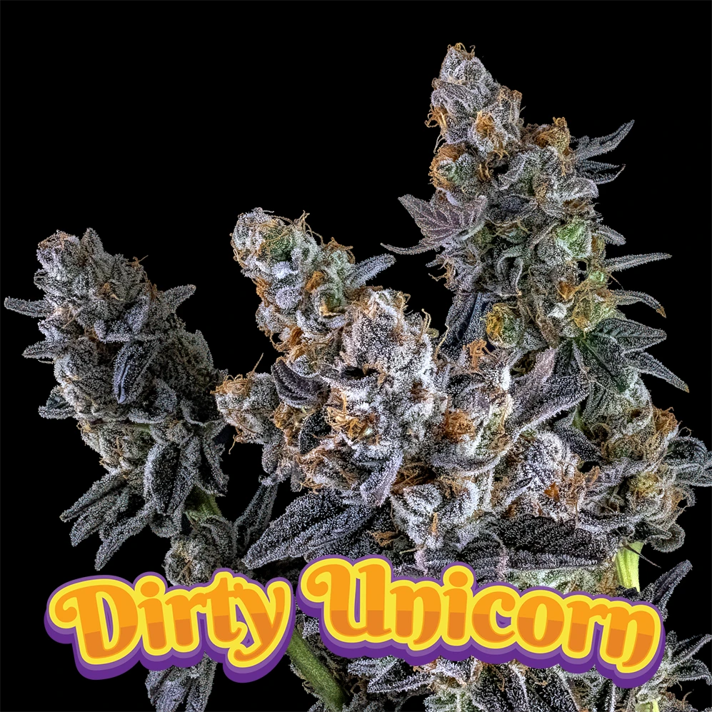 Dirty Unicorn by Dirty Bird Genetics