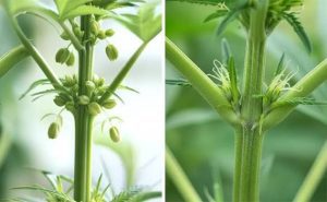 Regular vs Feminized Cannabis Seeds Collection