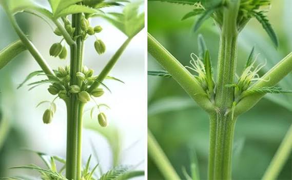 Regular vs Feminized Cannabis Seeds Collection